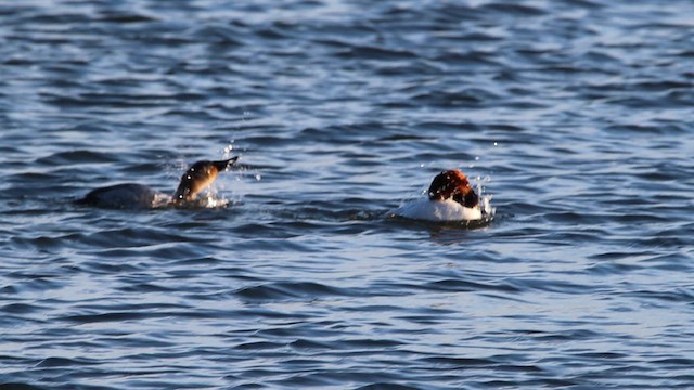 Canvasback - ML650787958