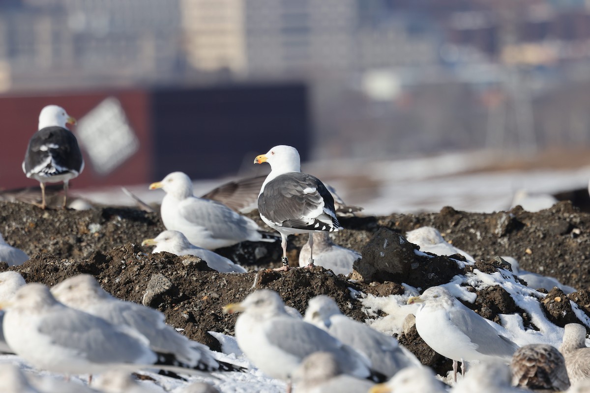 Great Black-backed Gull - ML650787959