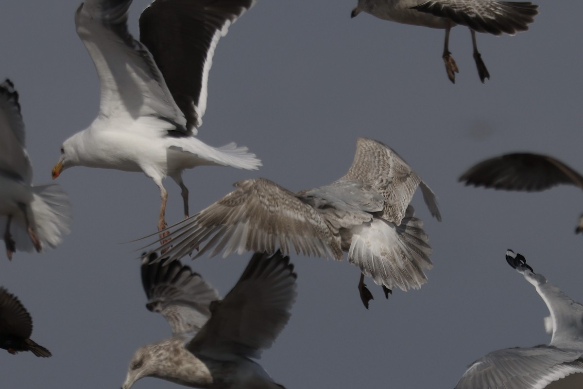 Iceland Gull (kumlieni/glaucoides) - ML650788011