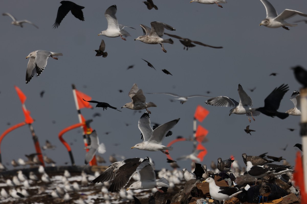 Iceland Gull (kumlieni/glaucoides) - ML650788013