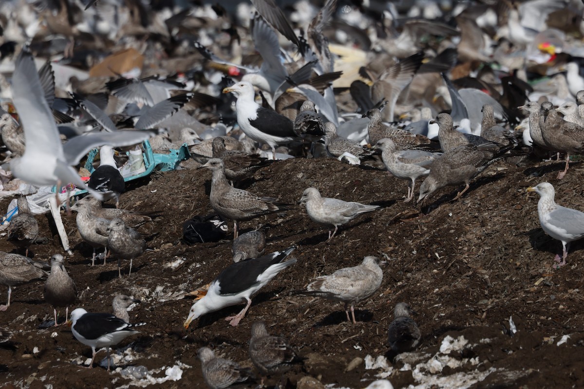 Iceland Gull (kumlieni/glaucoides) - ML650788016