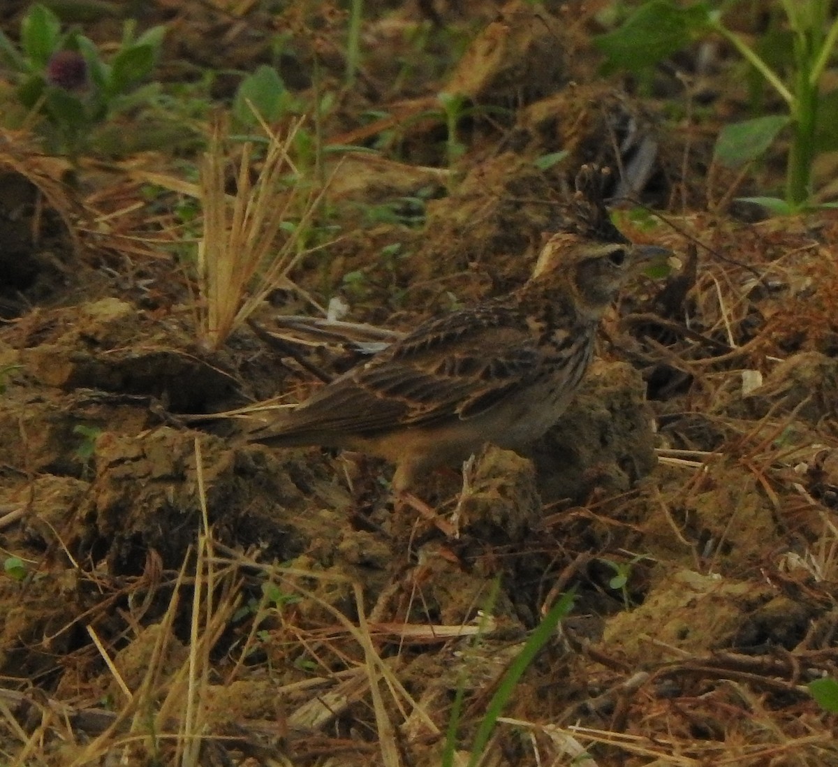 Посмітюха малабарська - ML650788054