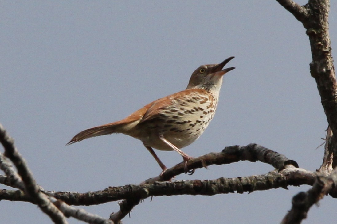 Brown Thrasher - ML650788157