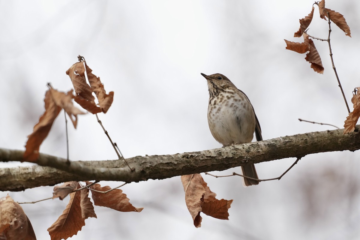 Hermit Thrush - ML650788196