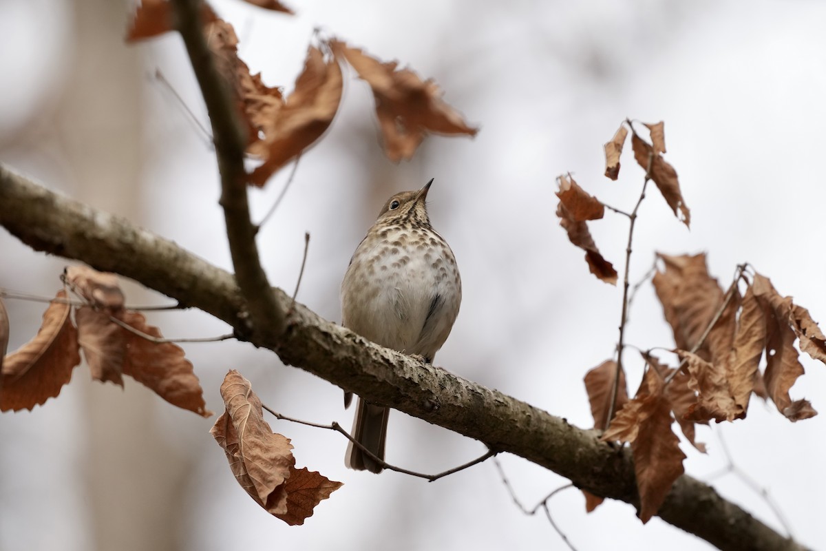 Hermit Thrush - ML650788198