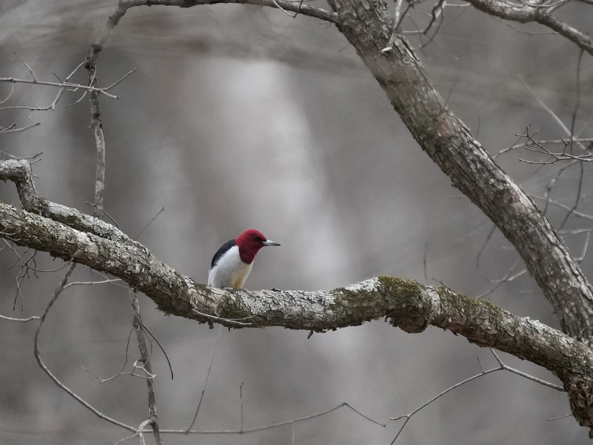 Red-headed Woodpecker - ML650788208