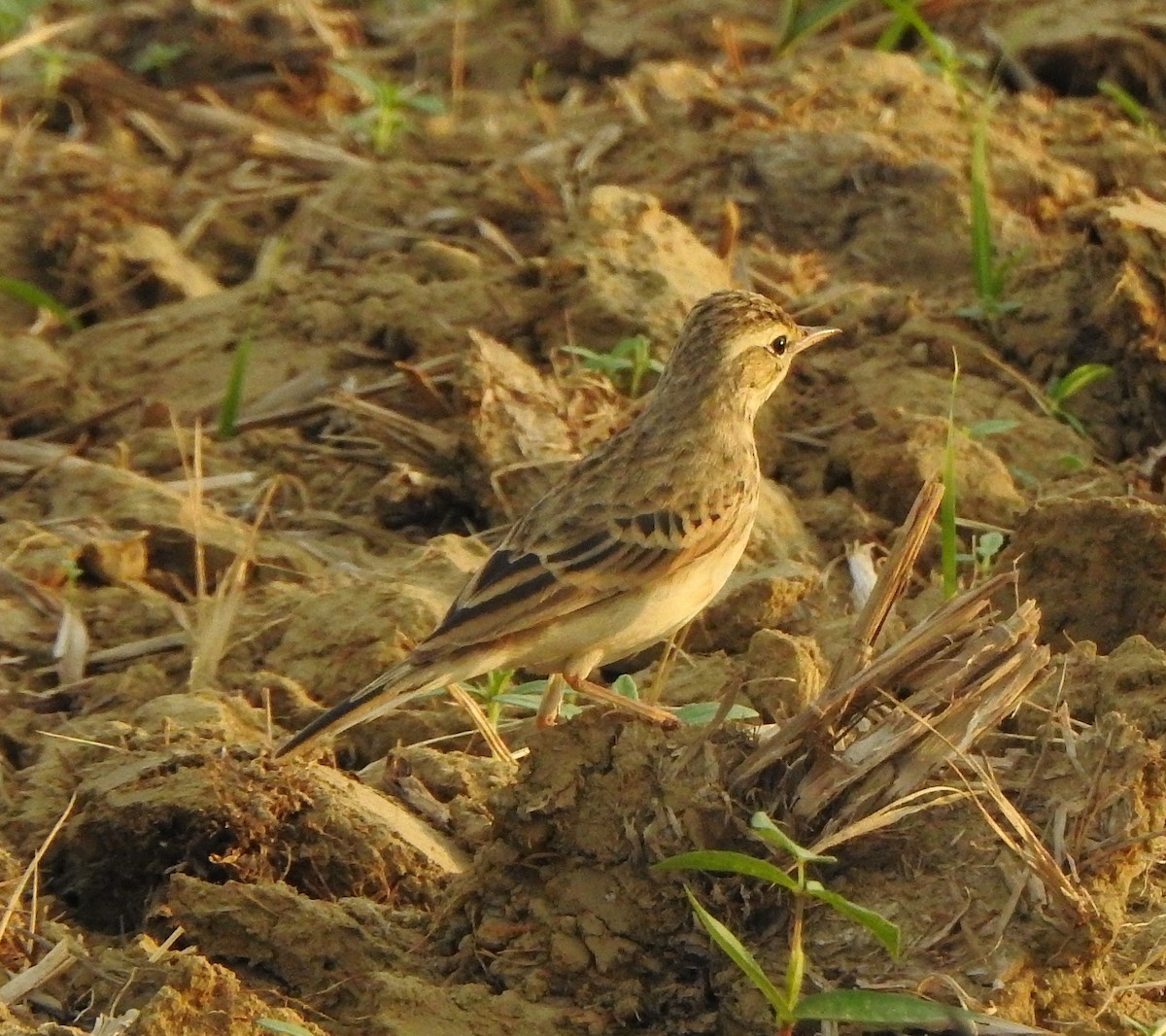 Щеврик іржастий - ML650788240