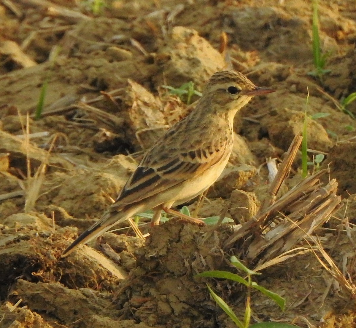 Щеврик іржастий - ML650788241