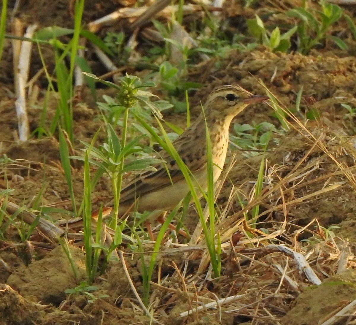Щеврик іржастий - ML650788242