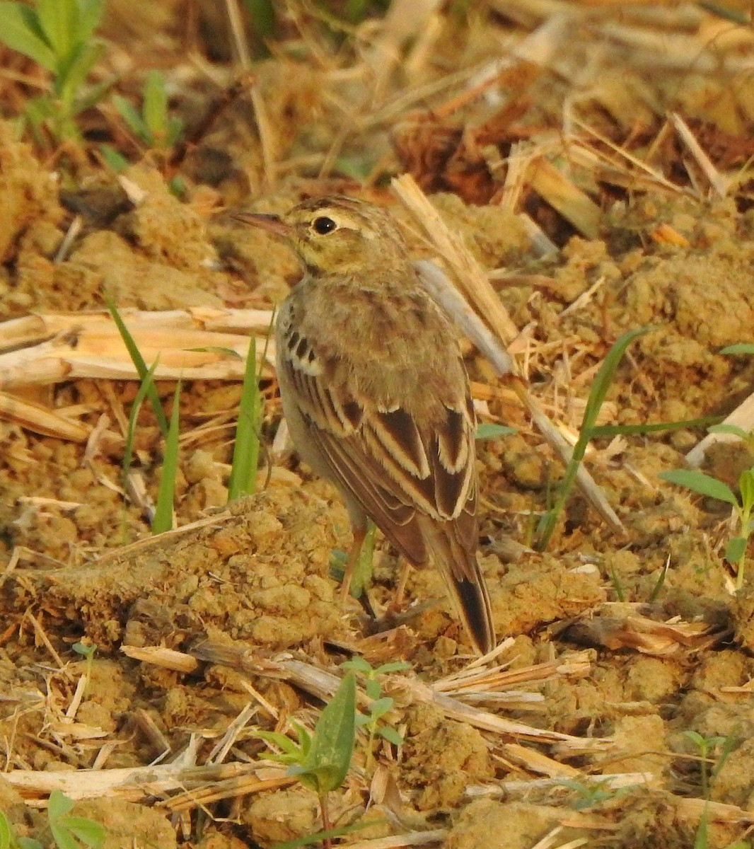 Щеврик польовий - ML650788255