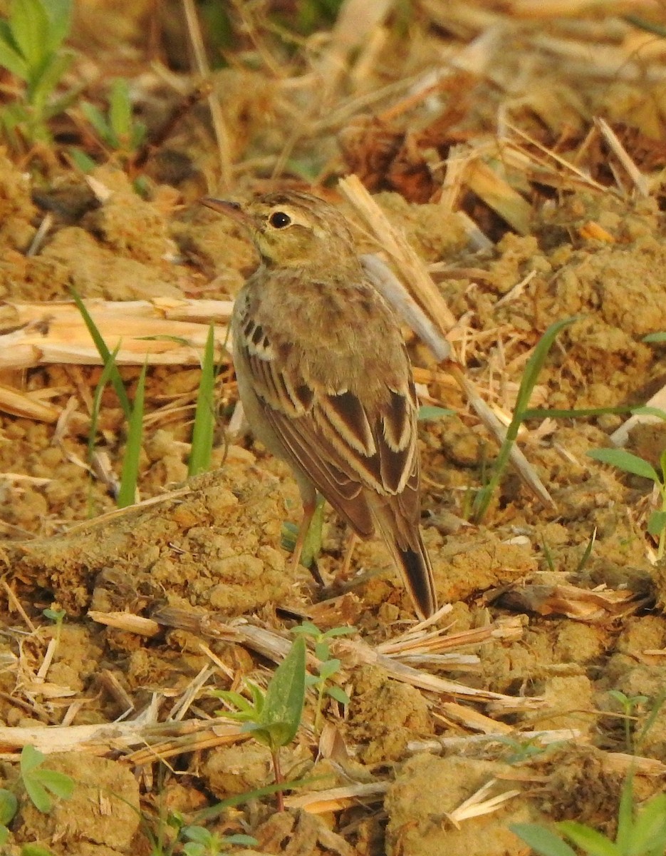 Щеврик польовий - ML650788256