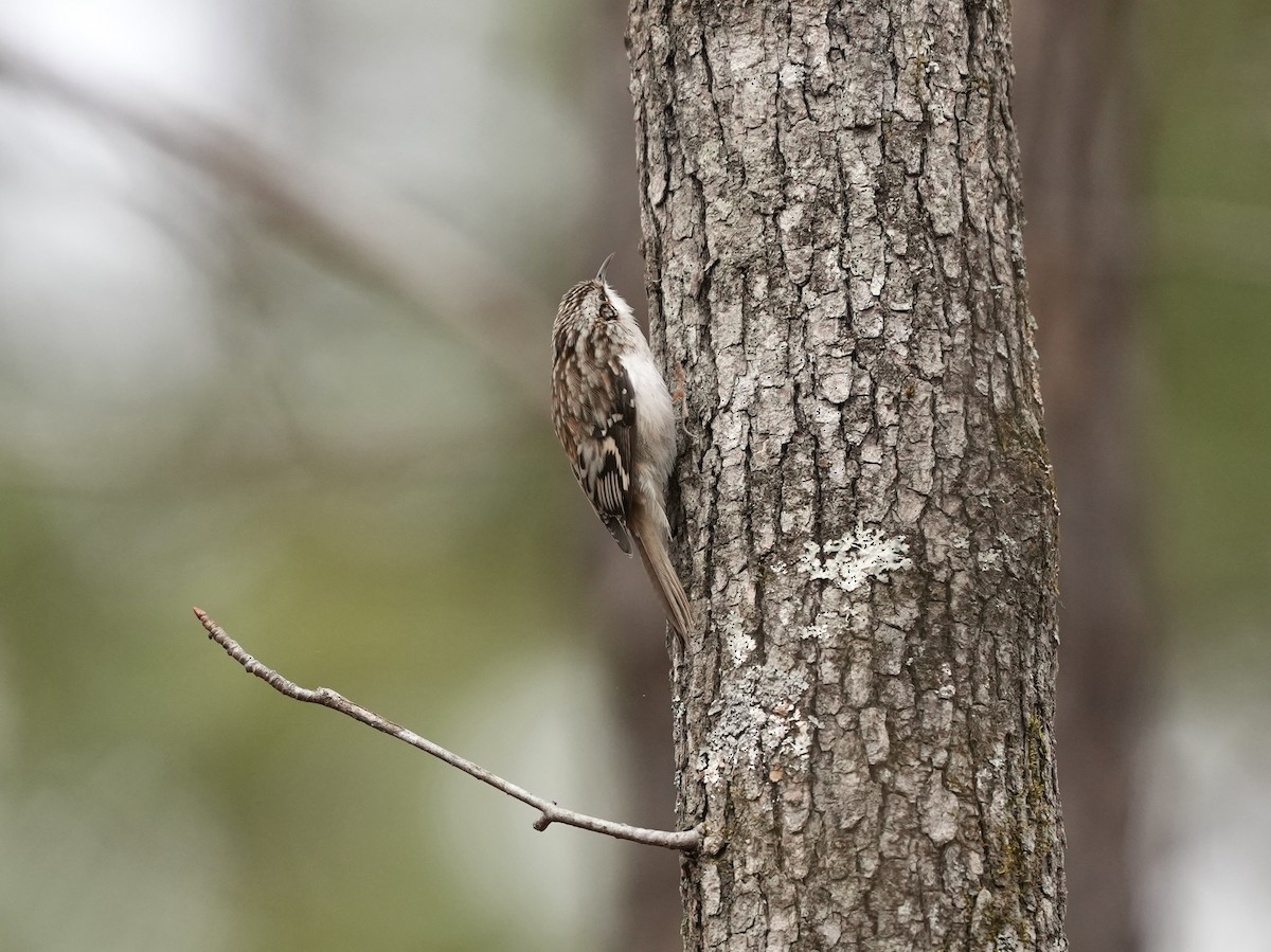 Brown Creeper - ML650788290