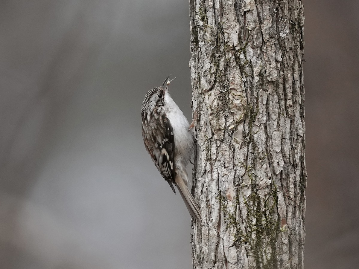 Brown Creeper - ML650788292