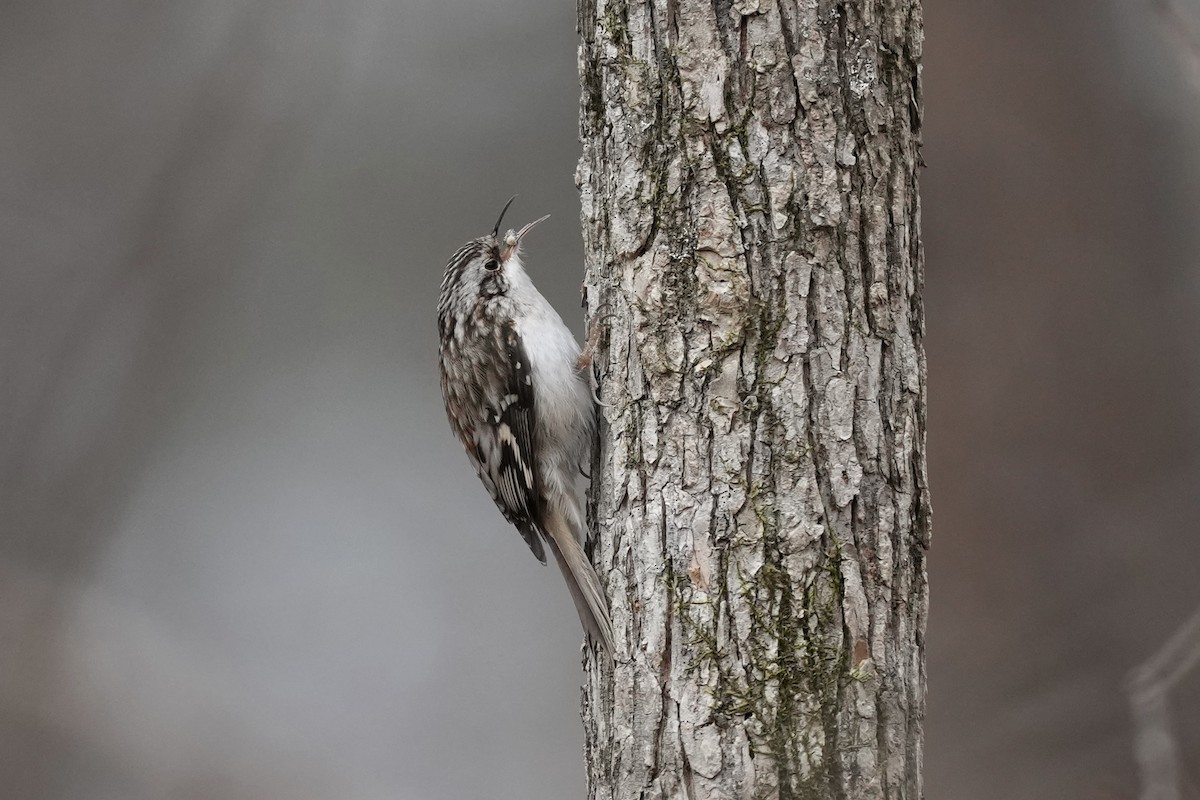 Brown Creeper - ML650788293