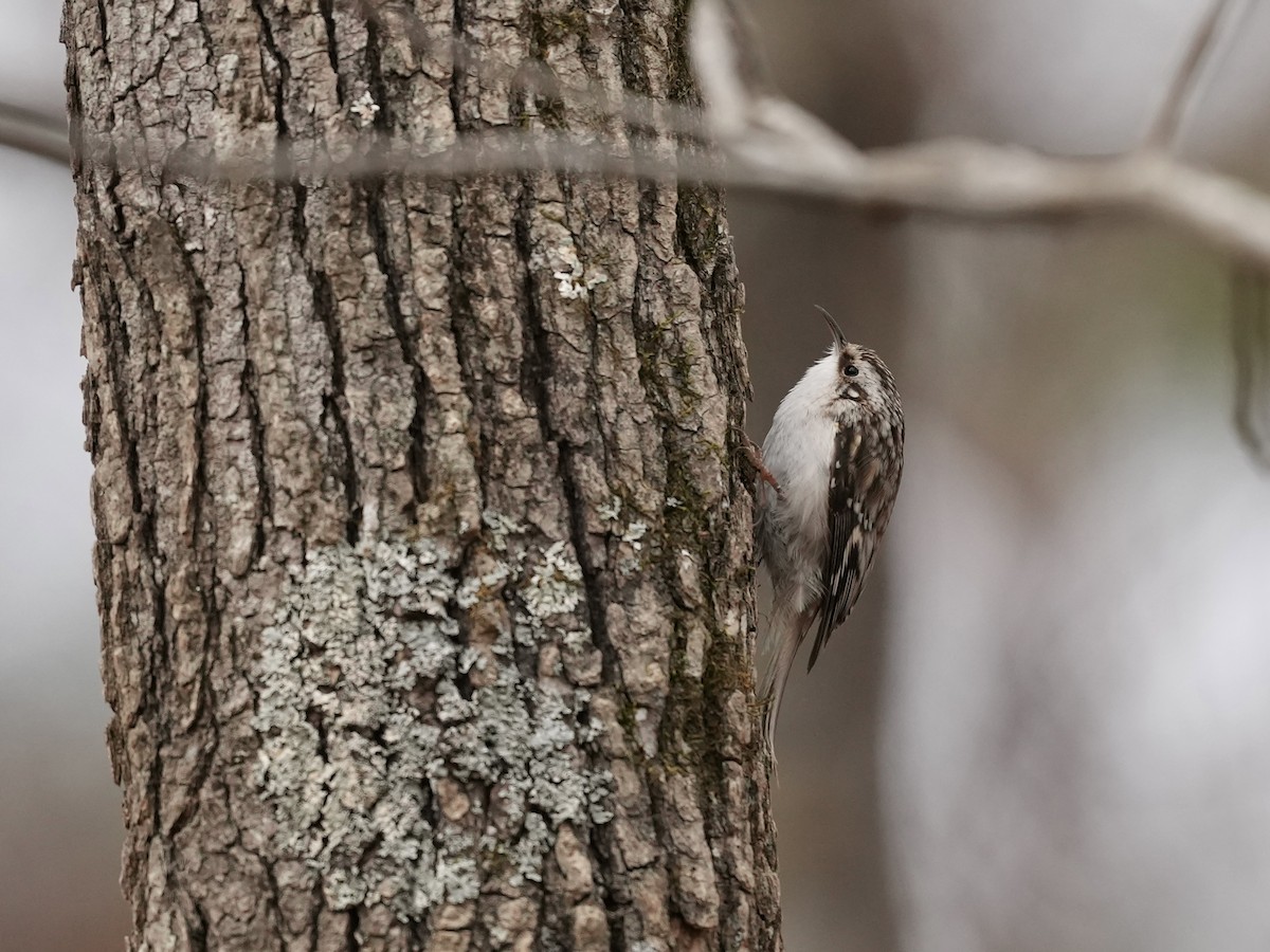 Brown Creeper - ML650788294