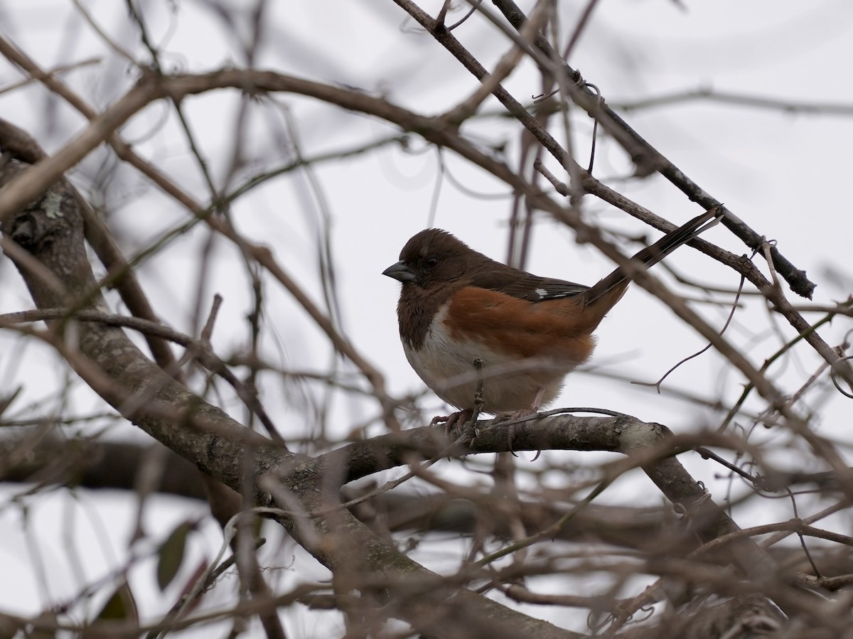 Eastern Towhee - ML650788365