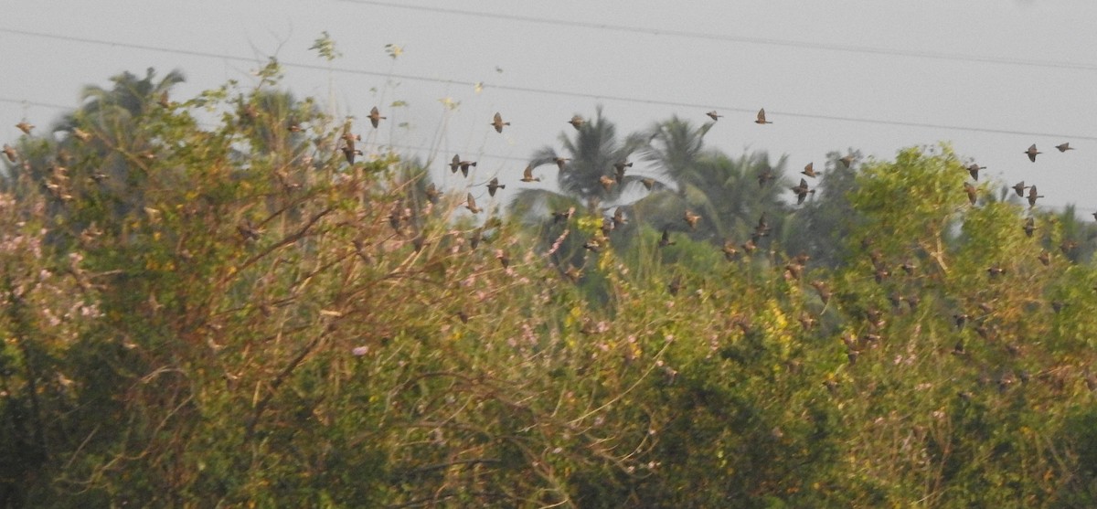 Шпак рожевий - ML650788370