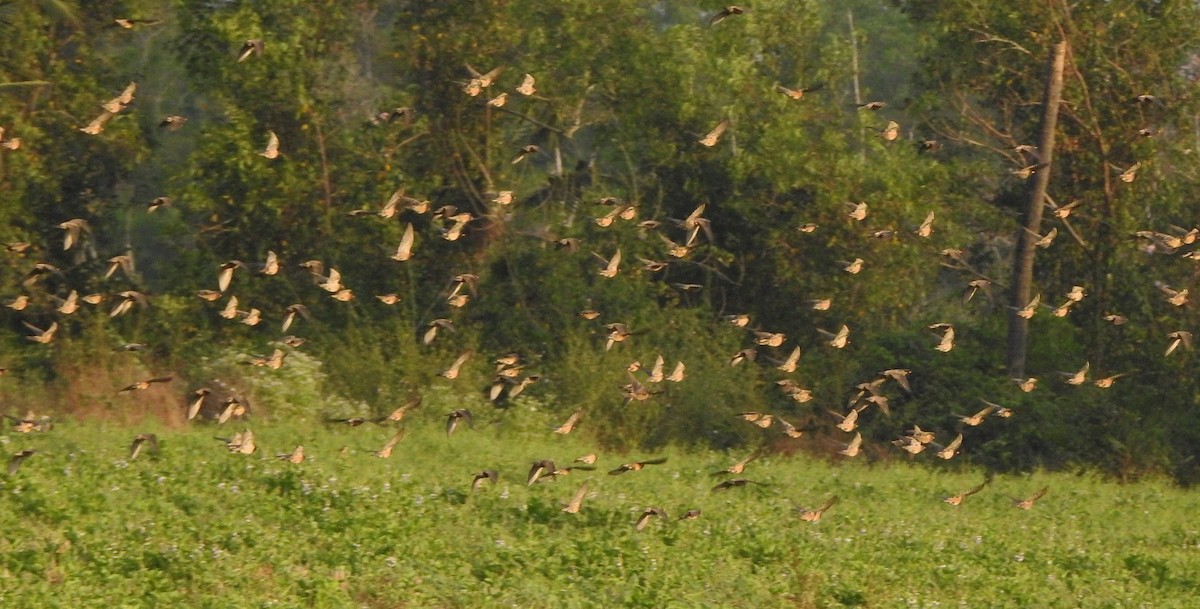 Шпак рожевий - ML650788371