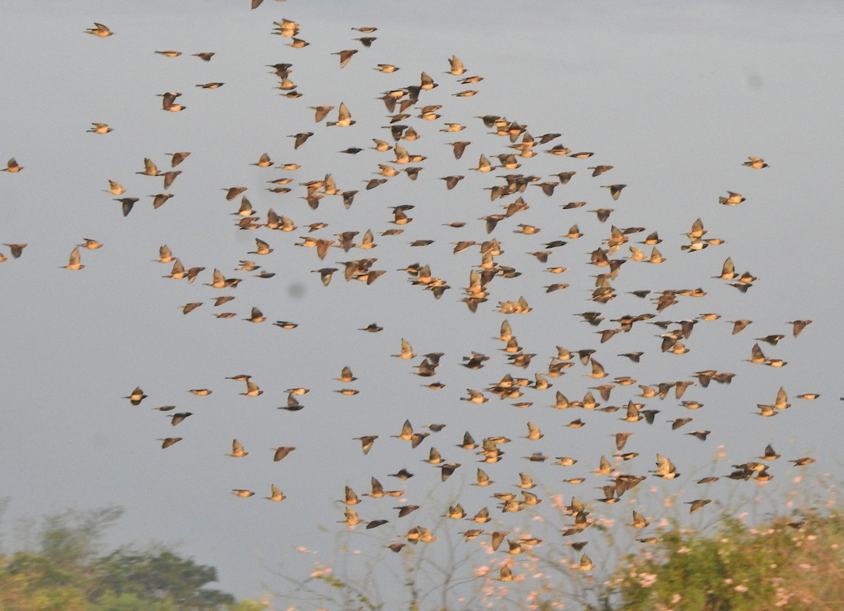 Шпак рожевий - ML650788372