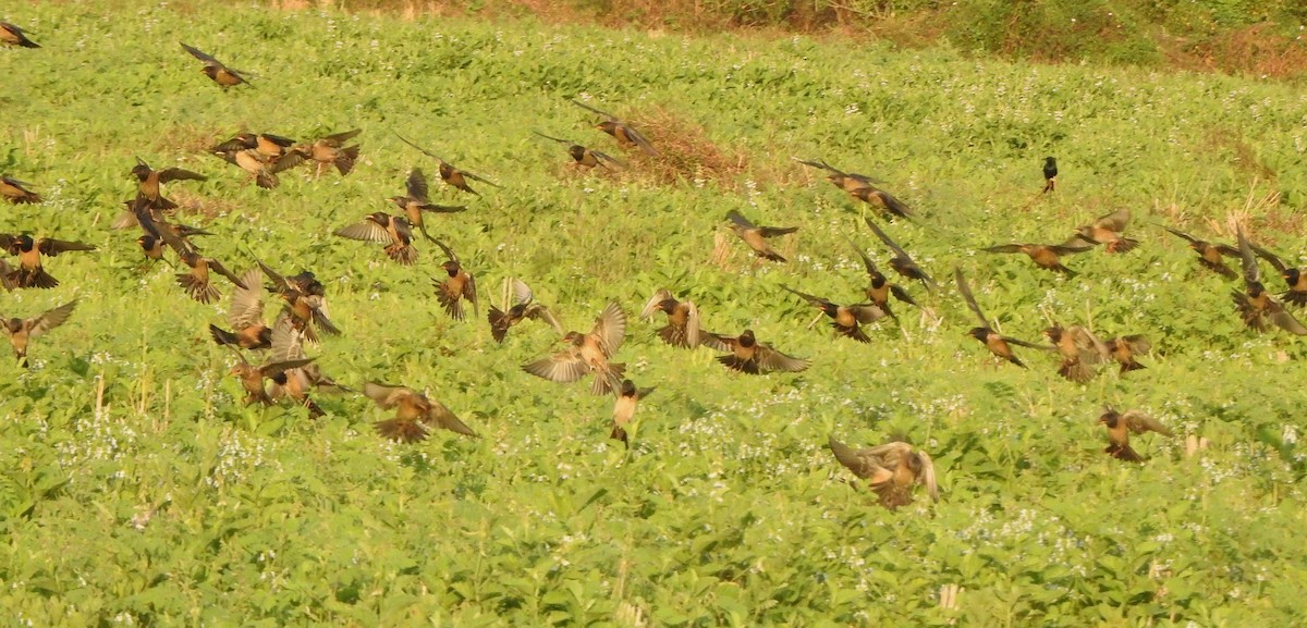 Шпак рожевий - ML650788373