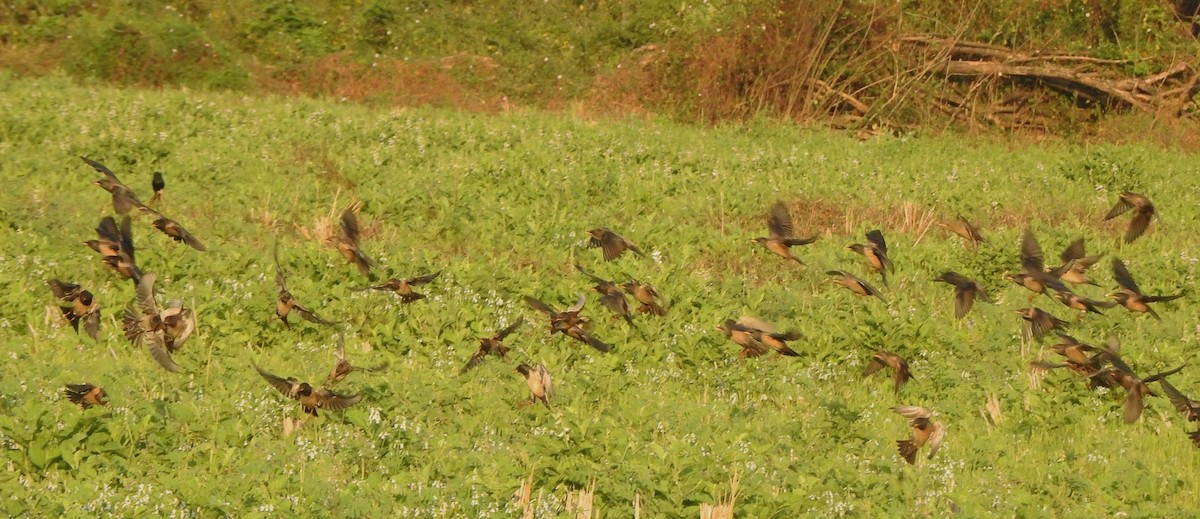 Шпак рожевий - ML650788374