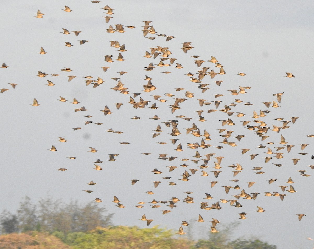 Шпак рожевий - ML650788376