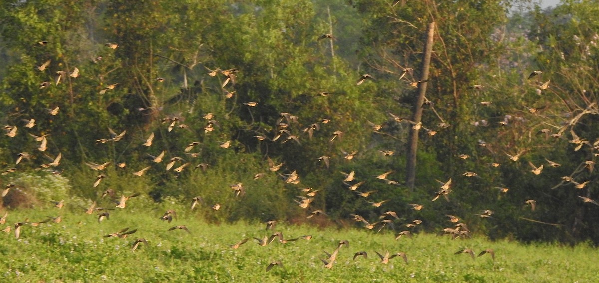 Шпак рожевий - ML650788377