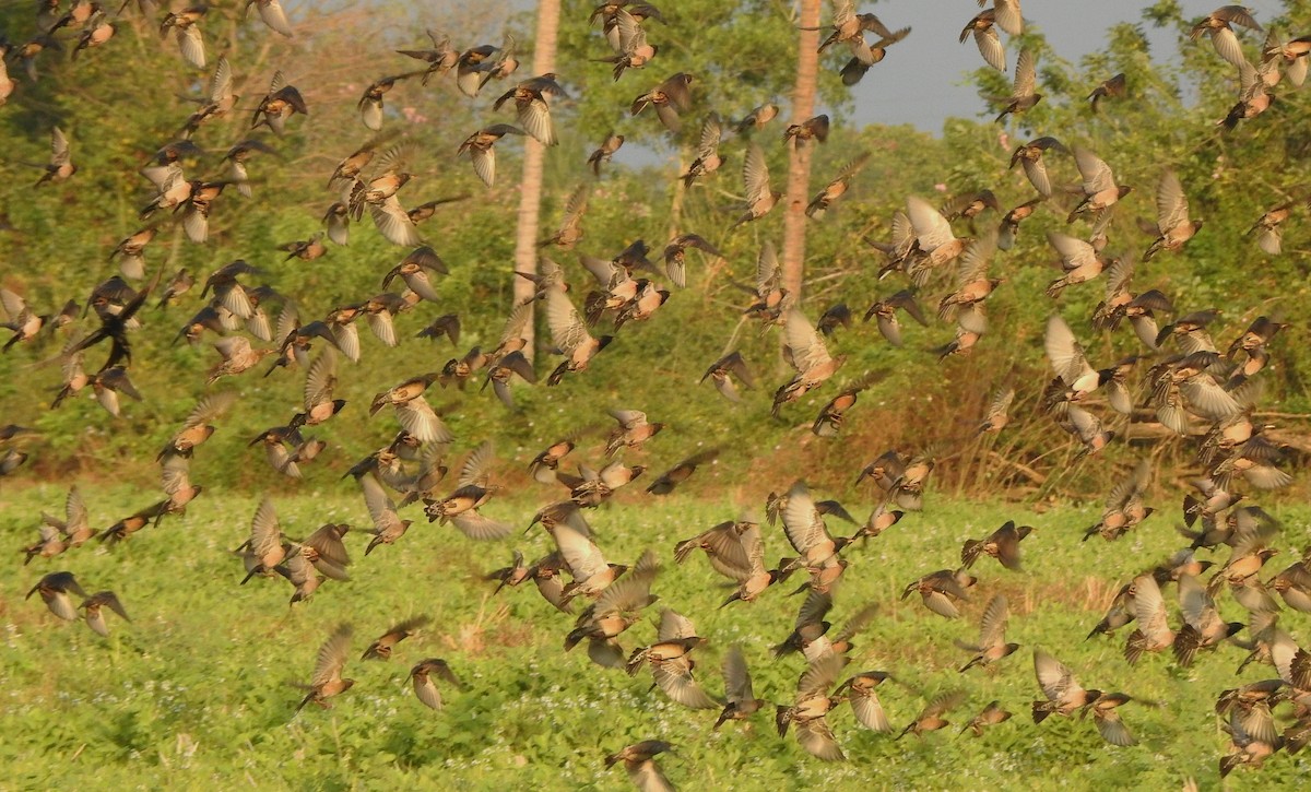 Шпак рожевий - ML650788378