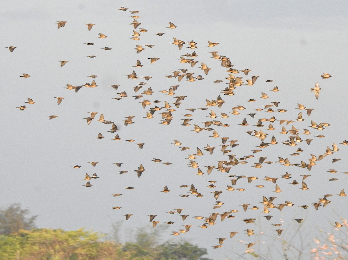 Шпак рожевий - ML650788379