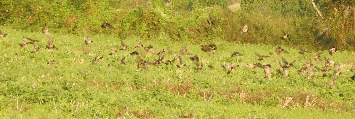 Шпак рожевий - ML650788382