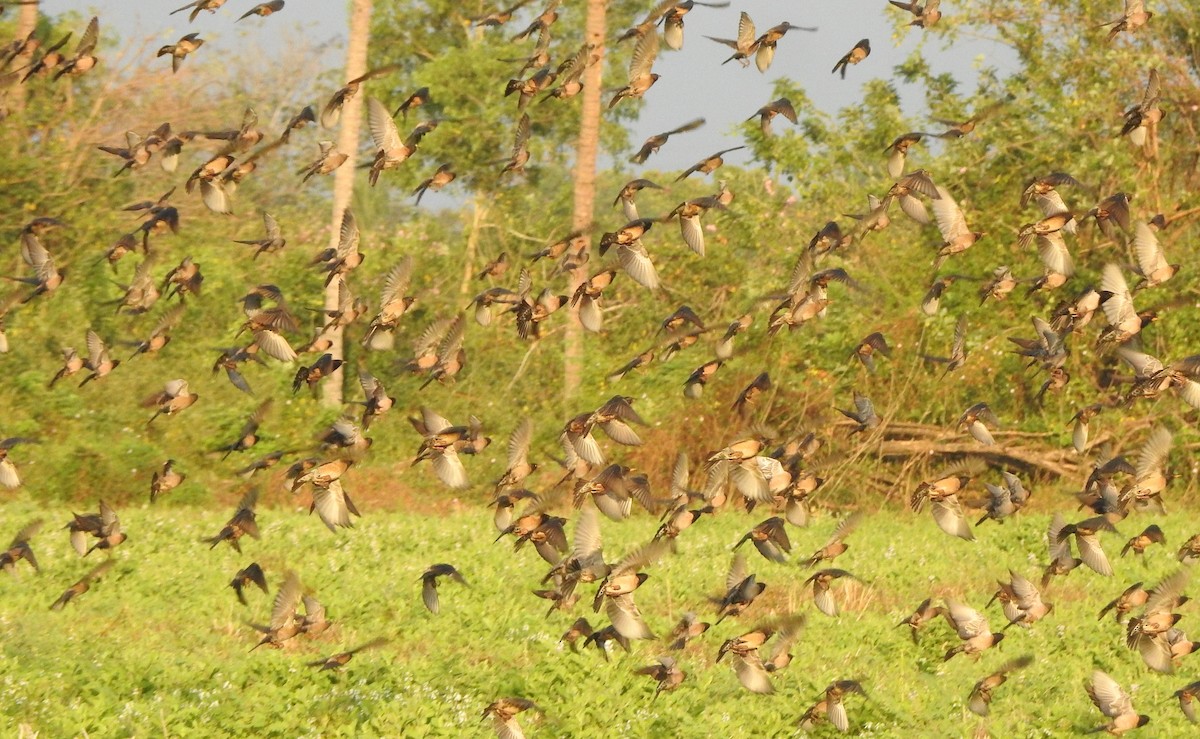 Шпак рожевий - ML650788383