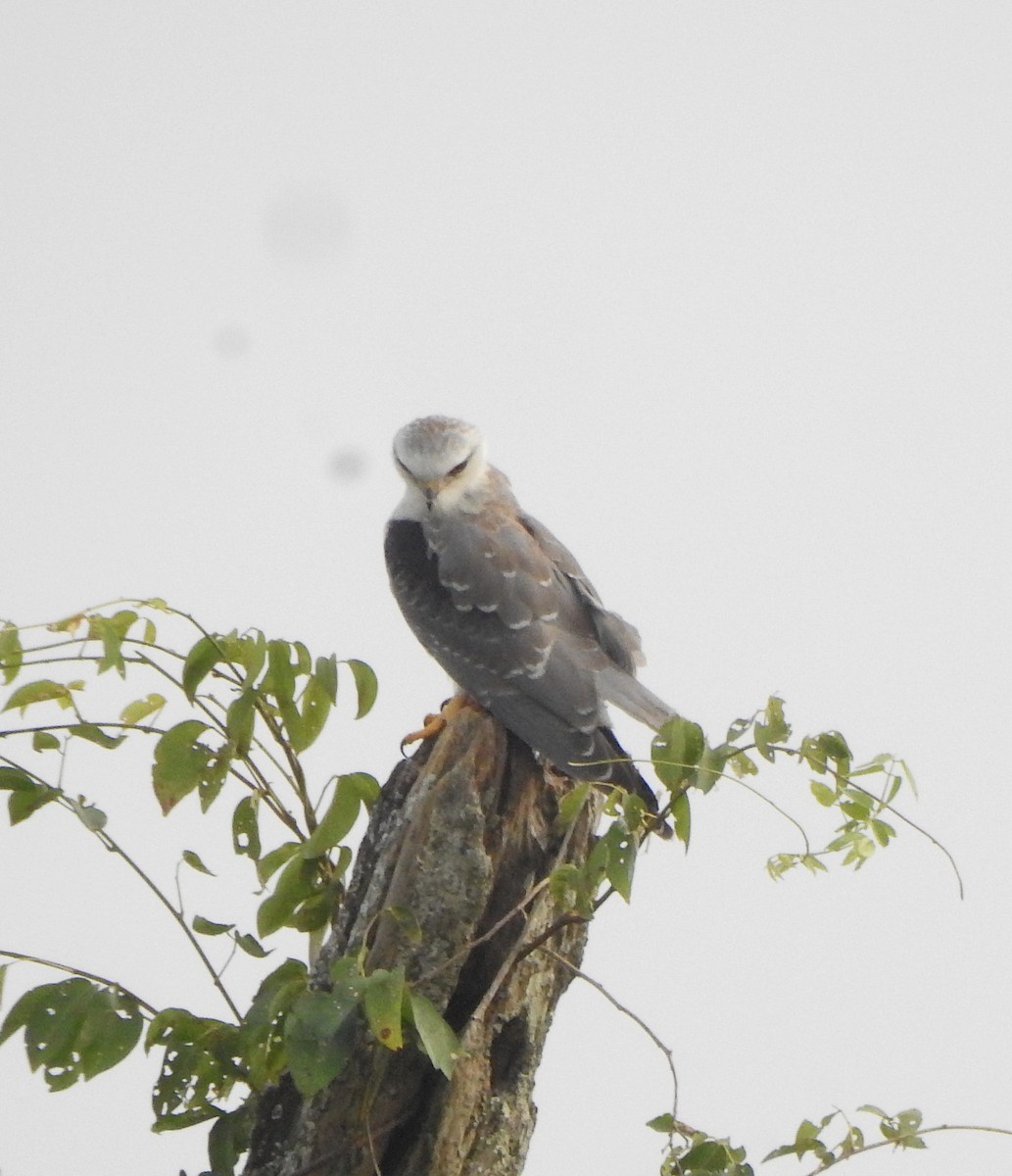 Шуліка чорноплечий - ML650788427