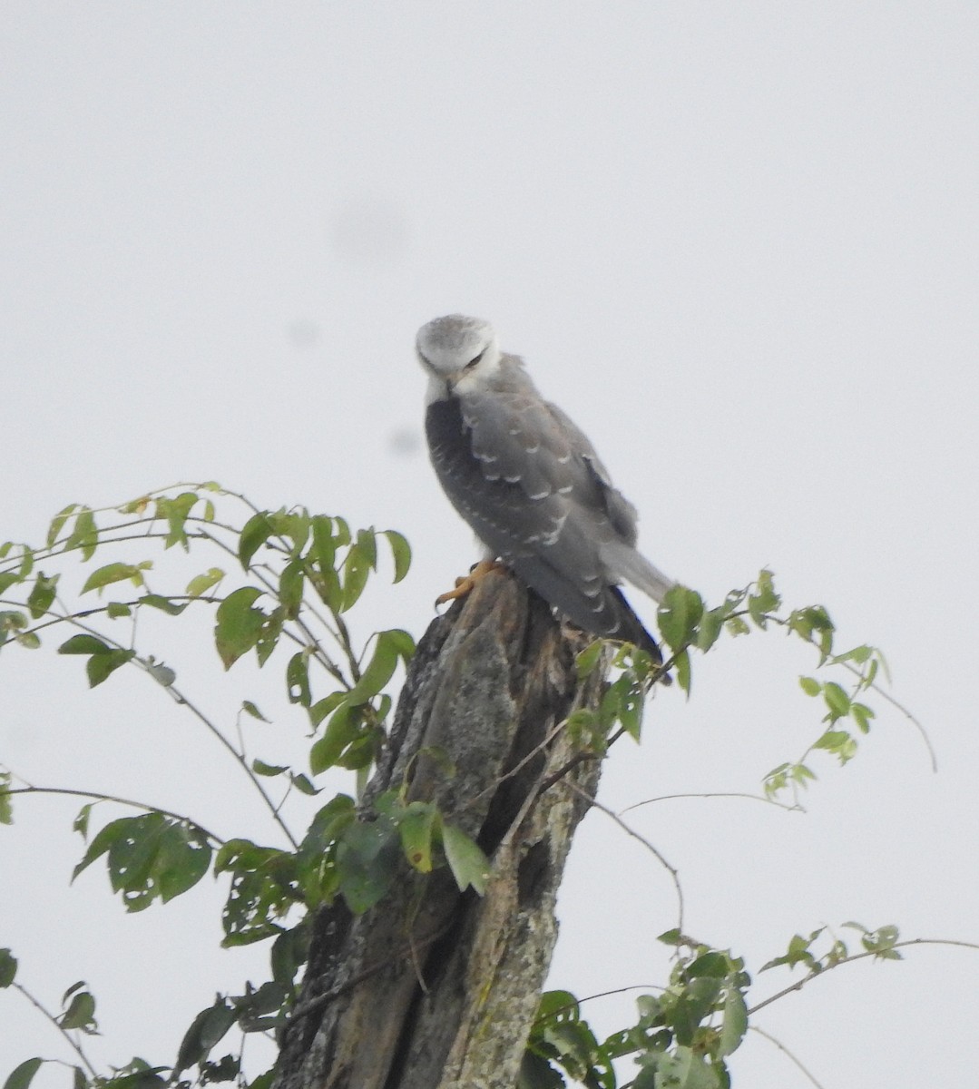 Шуліка чорноплечий - ML650788428