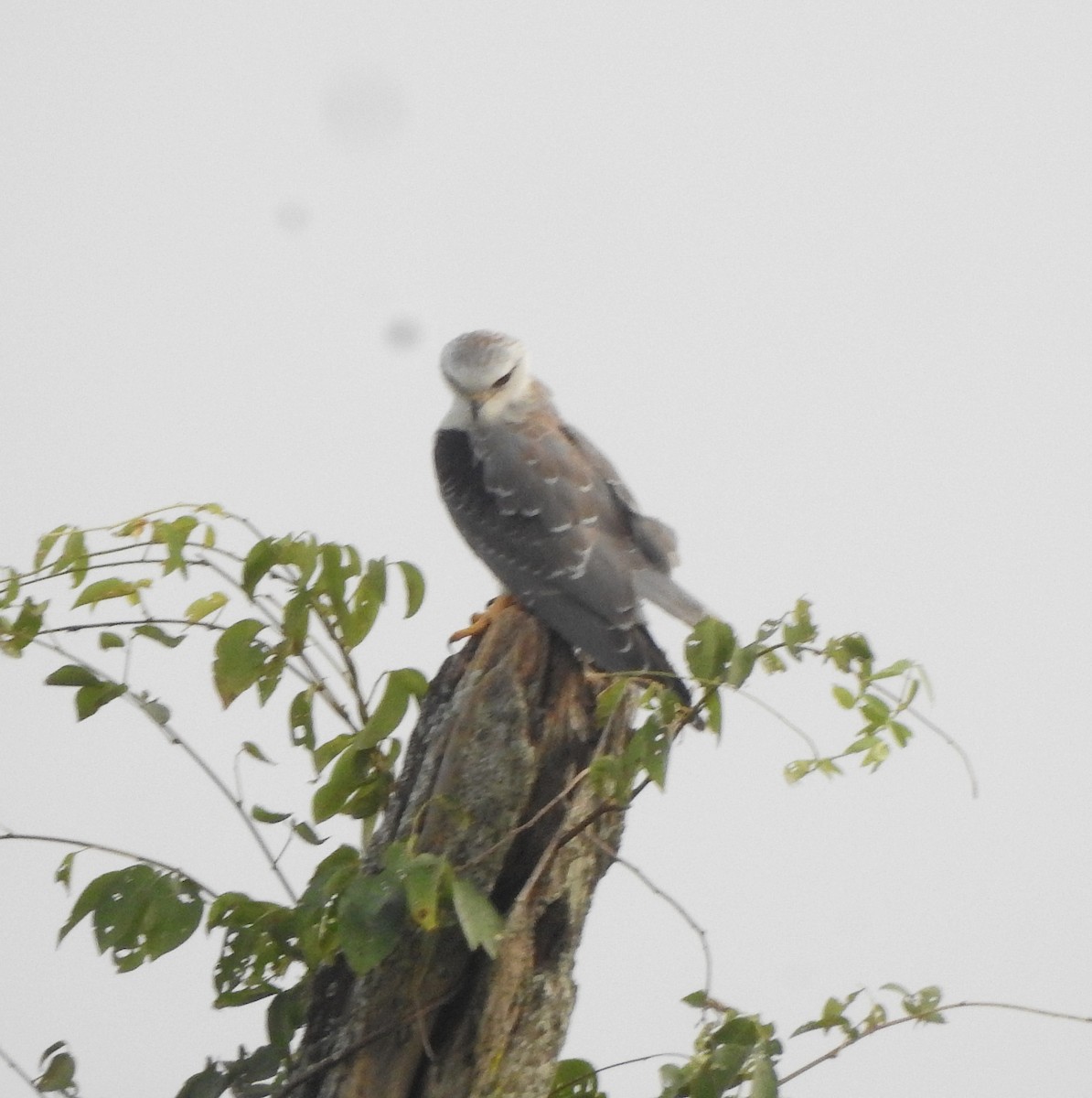 Шуліка чорноплечий - ML650788429