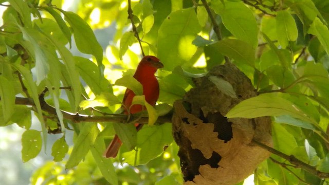 Summer Tanager - ML650788434