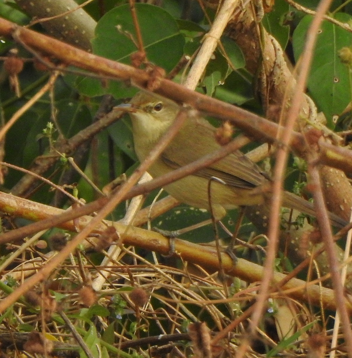 Очеретянка садова - ML650788514