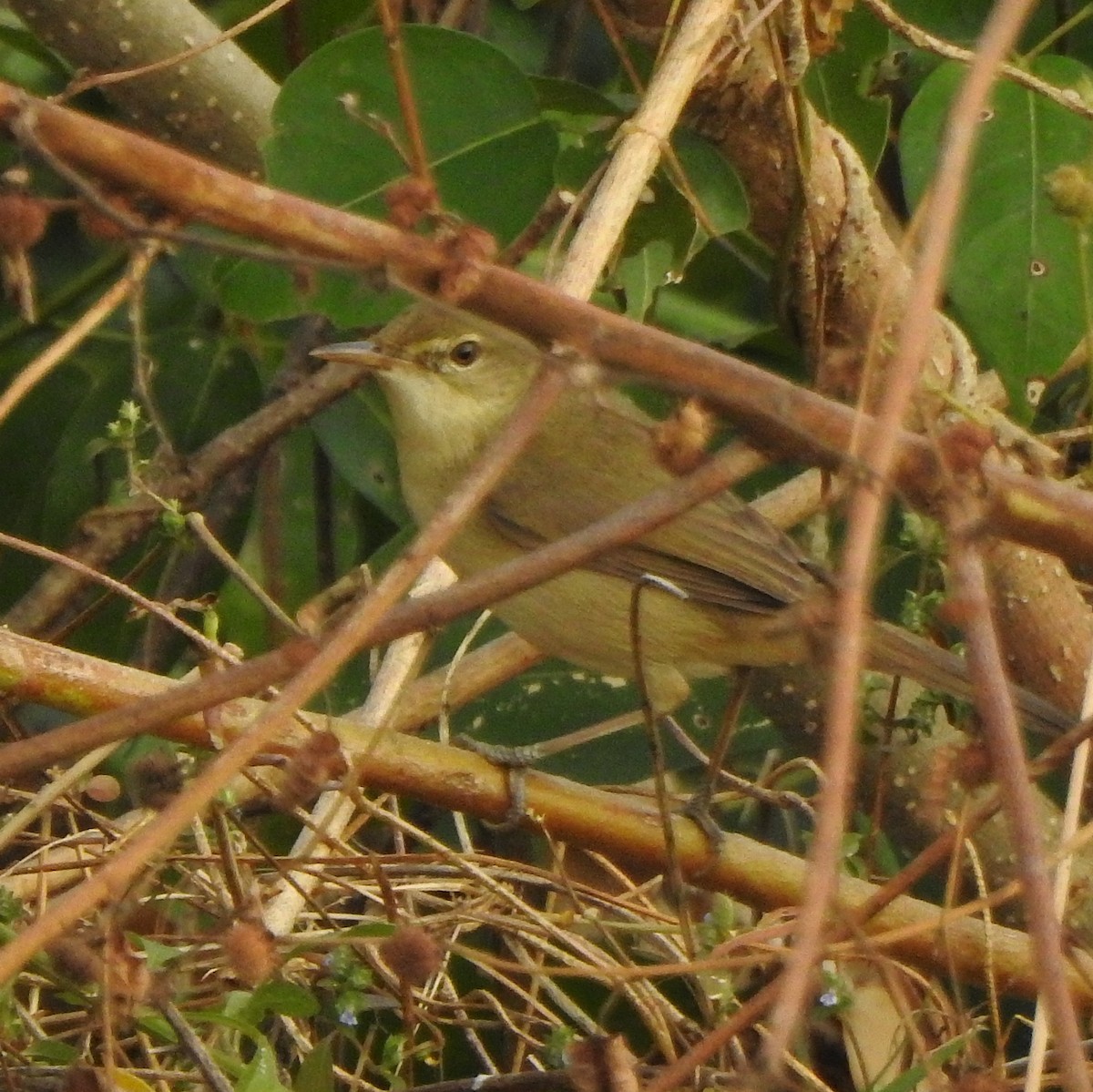 Очеретянка садова - ML650788515