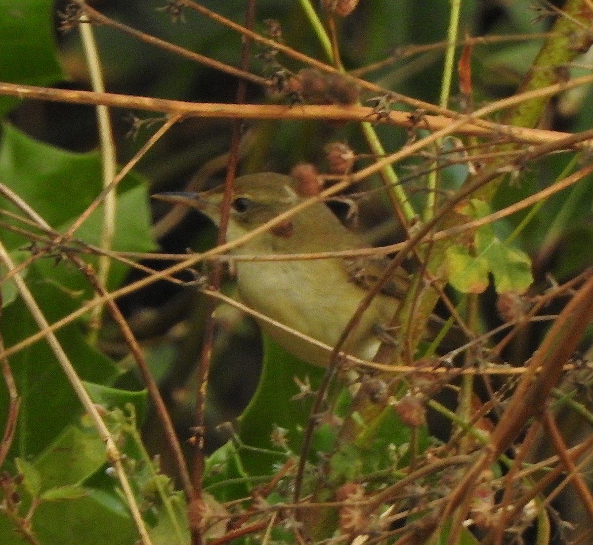 Очеретянка садова - ML650788516