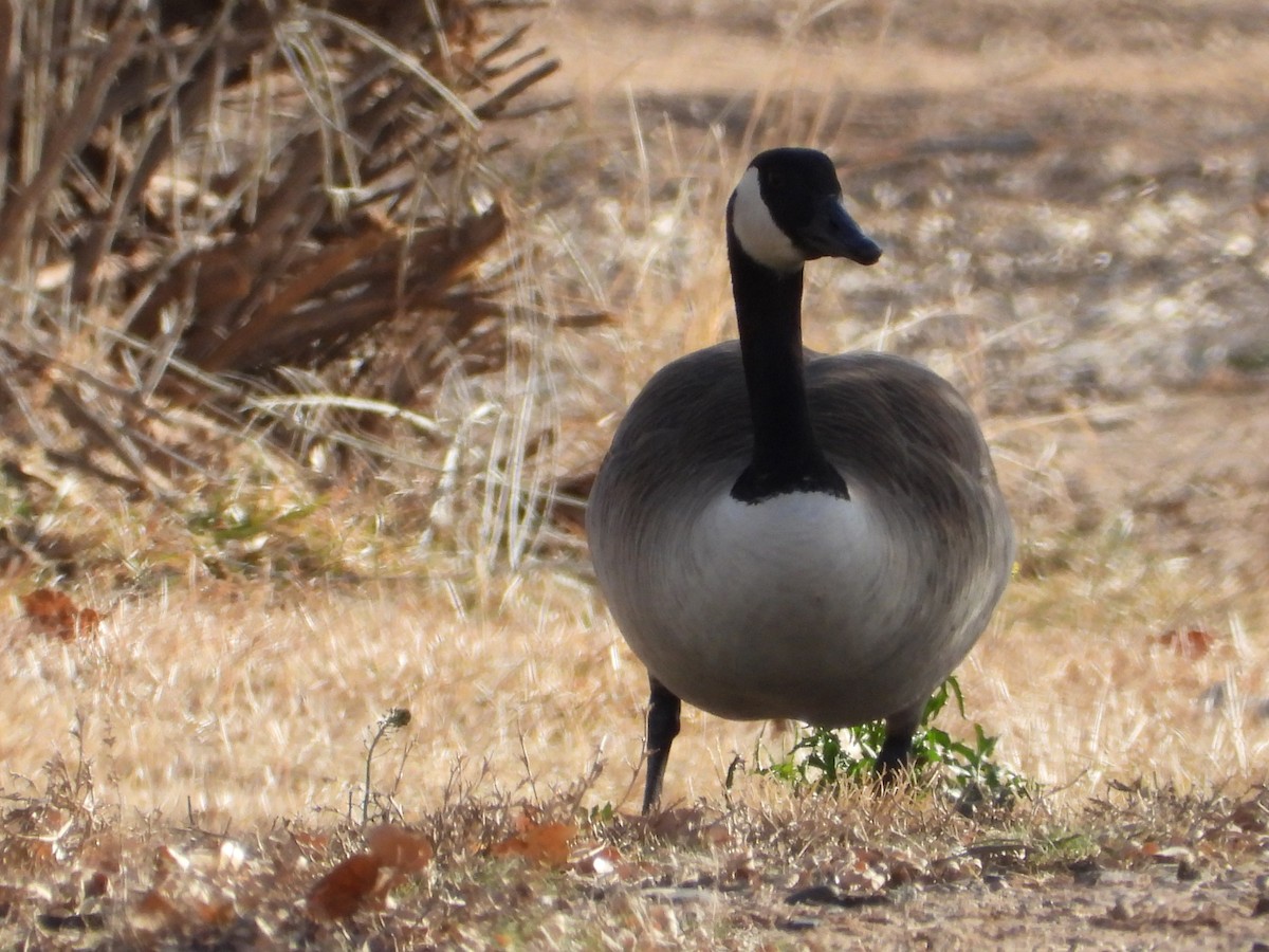 Cackling/Canada Goose - ML650788638