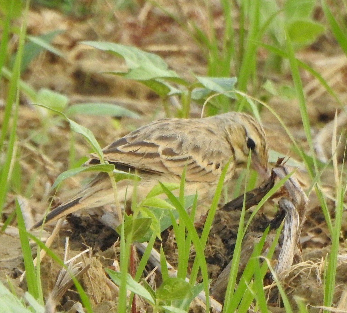 Щеврик польовий - ML650788639