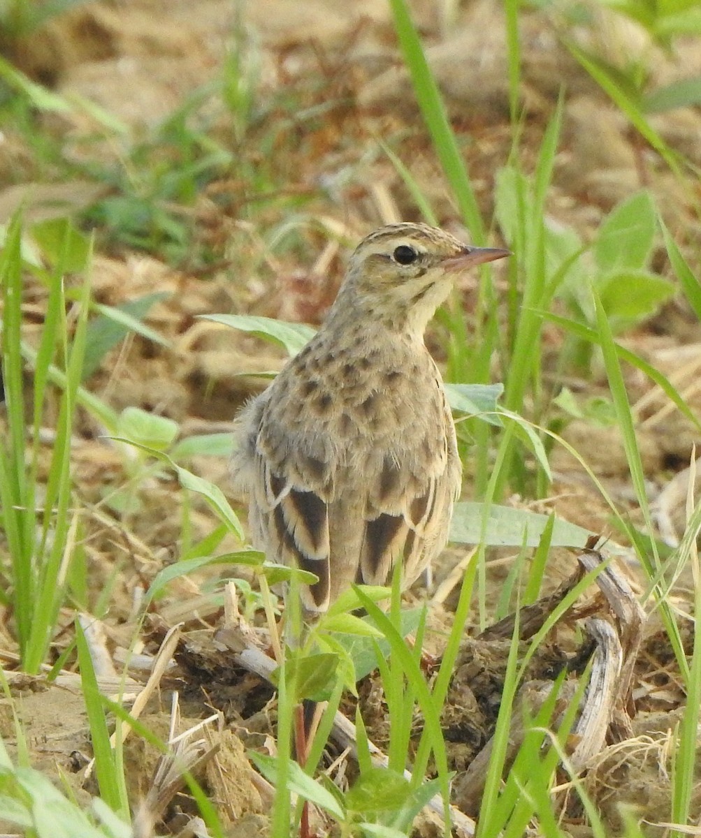 Щеврик польовий - ML650788640