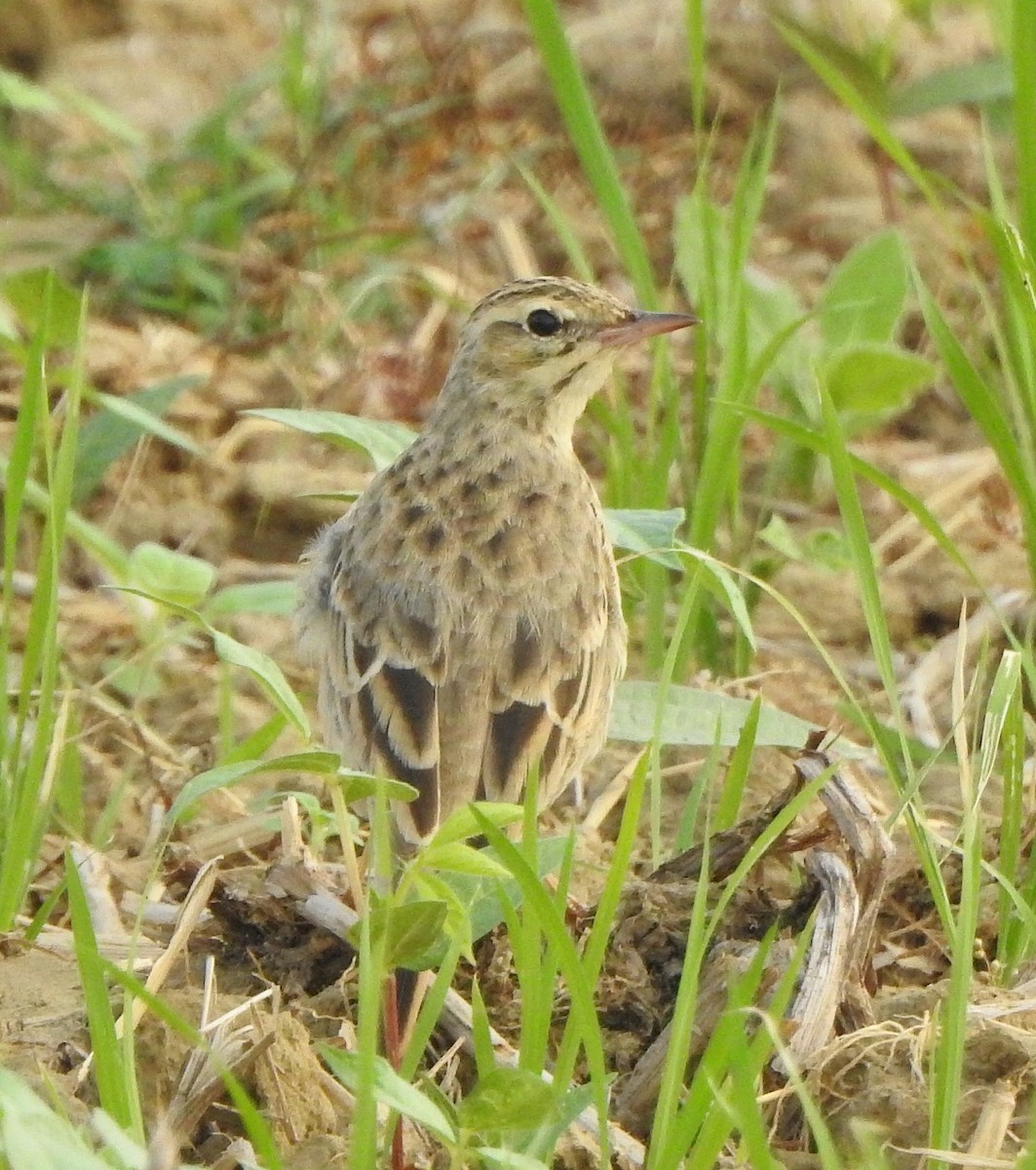 Щеврик польовий - ML650788641