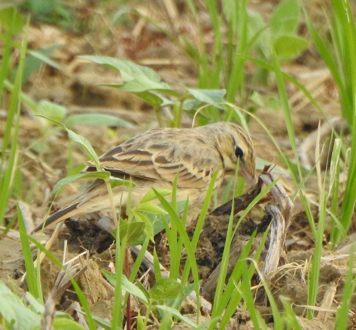 Щеврик польовий - ML650788642