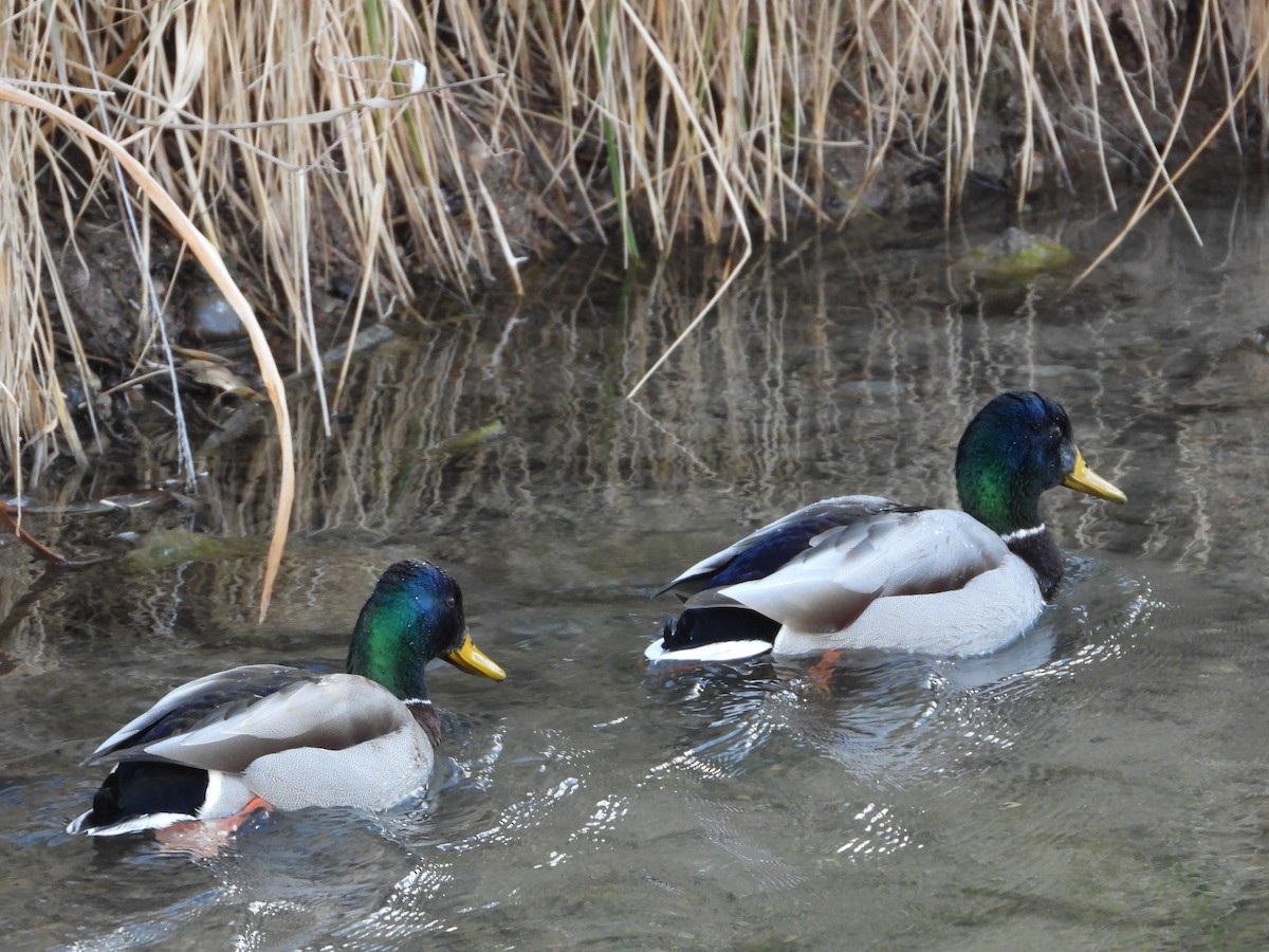 Mallard - ML650788656