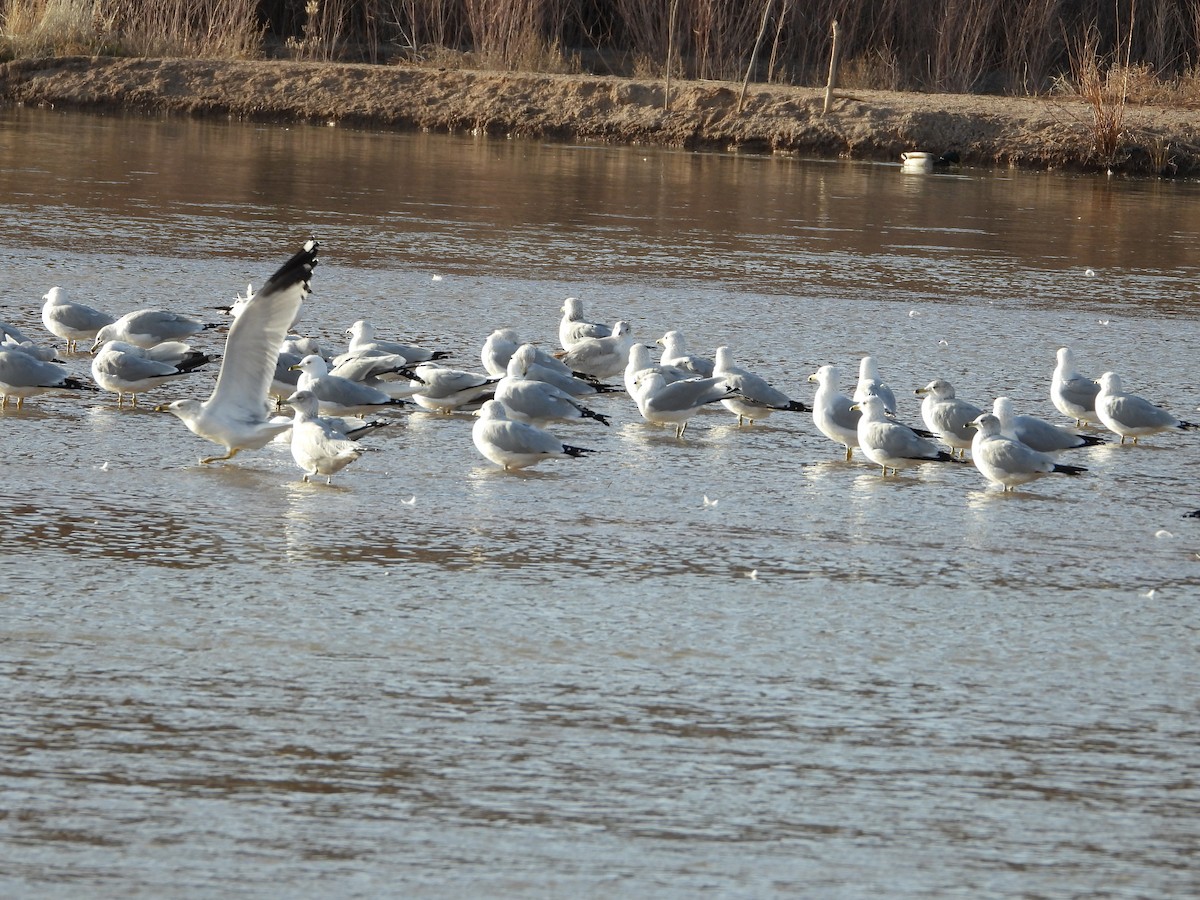 Ring-billed Gull - ML650788675