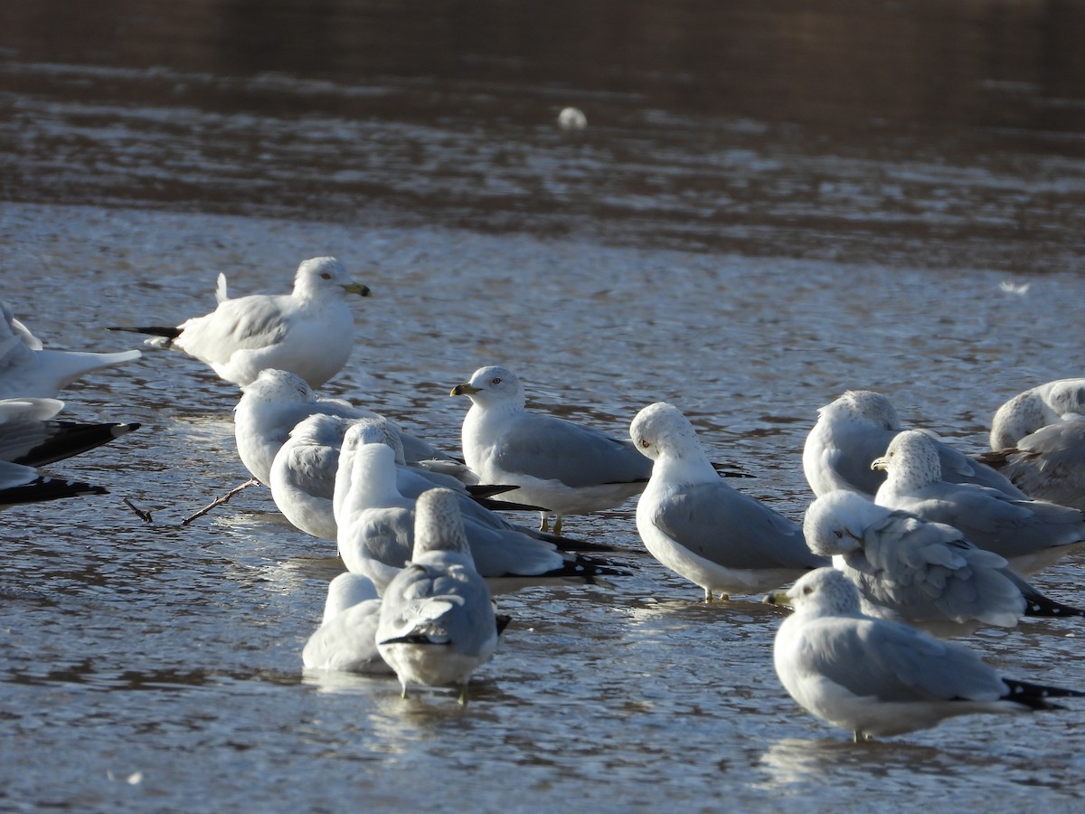 Ring-billed Gull - ML650788690