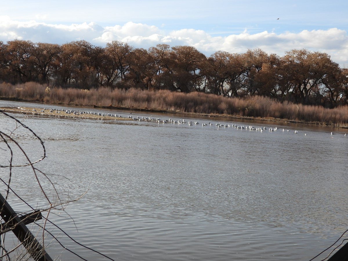 Ring-billed Gull - ML650788708