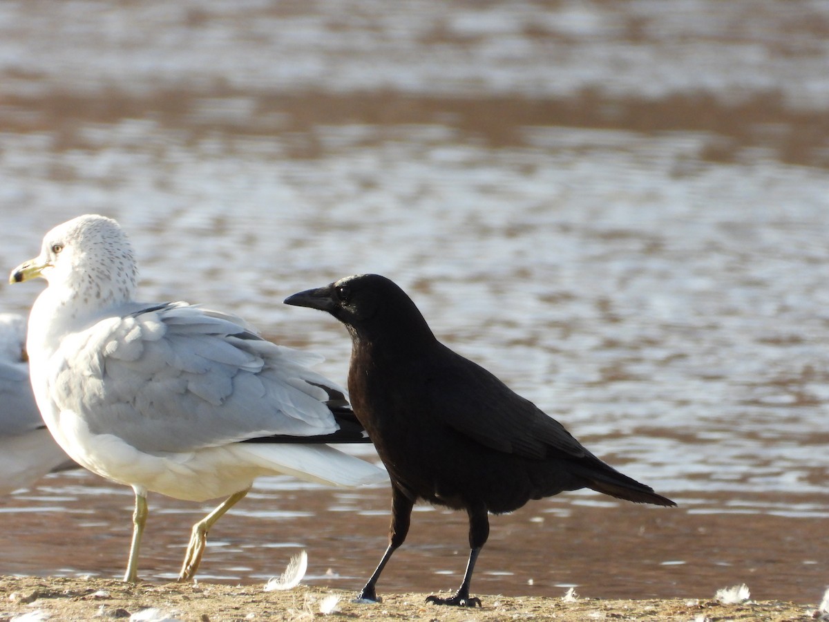 Ring-billed Gull - ML650788722