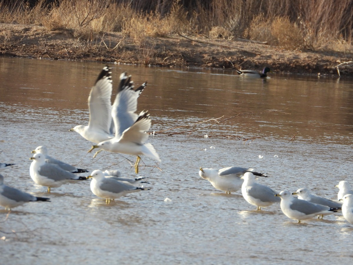 Ring-billed Gull - ML650788743