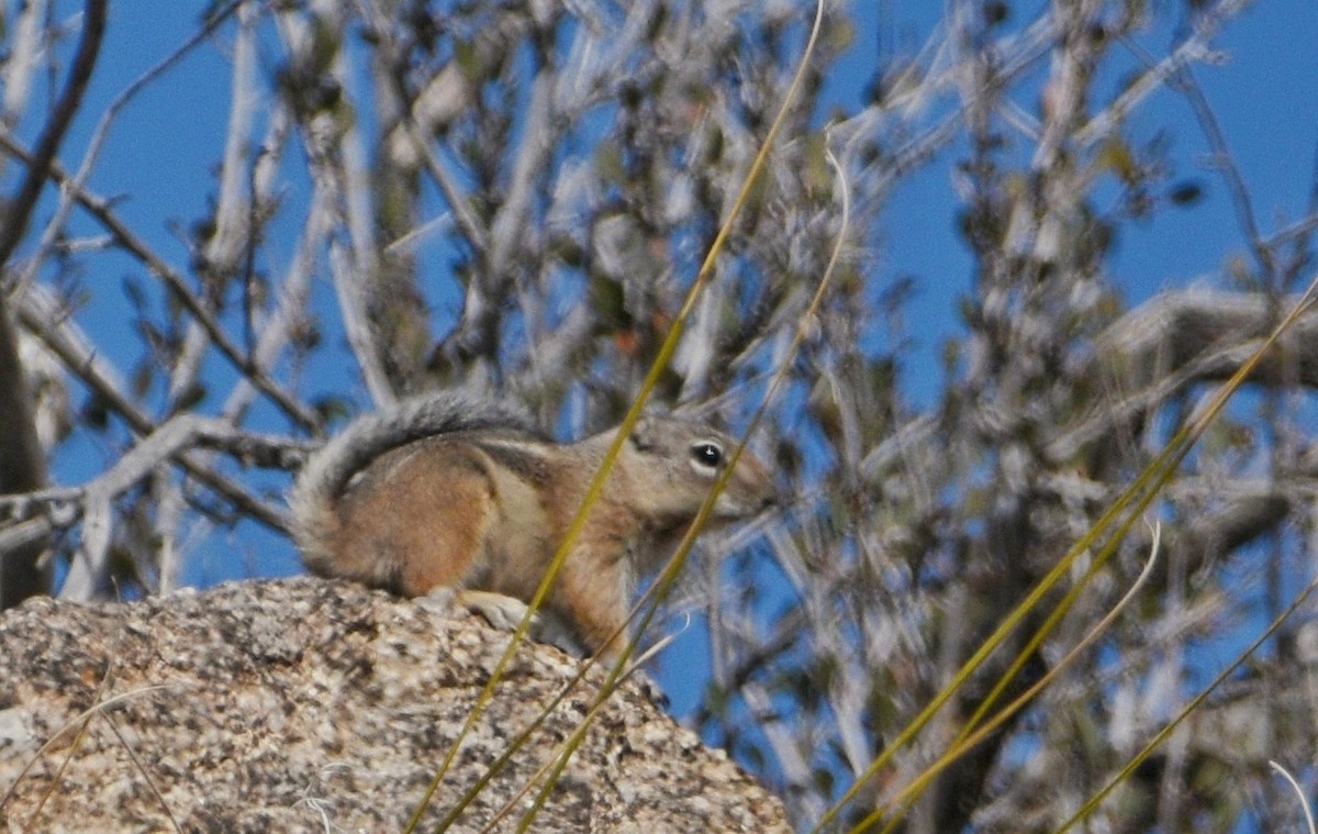 Texas Antelope Squirrel - ML650788765